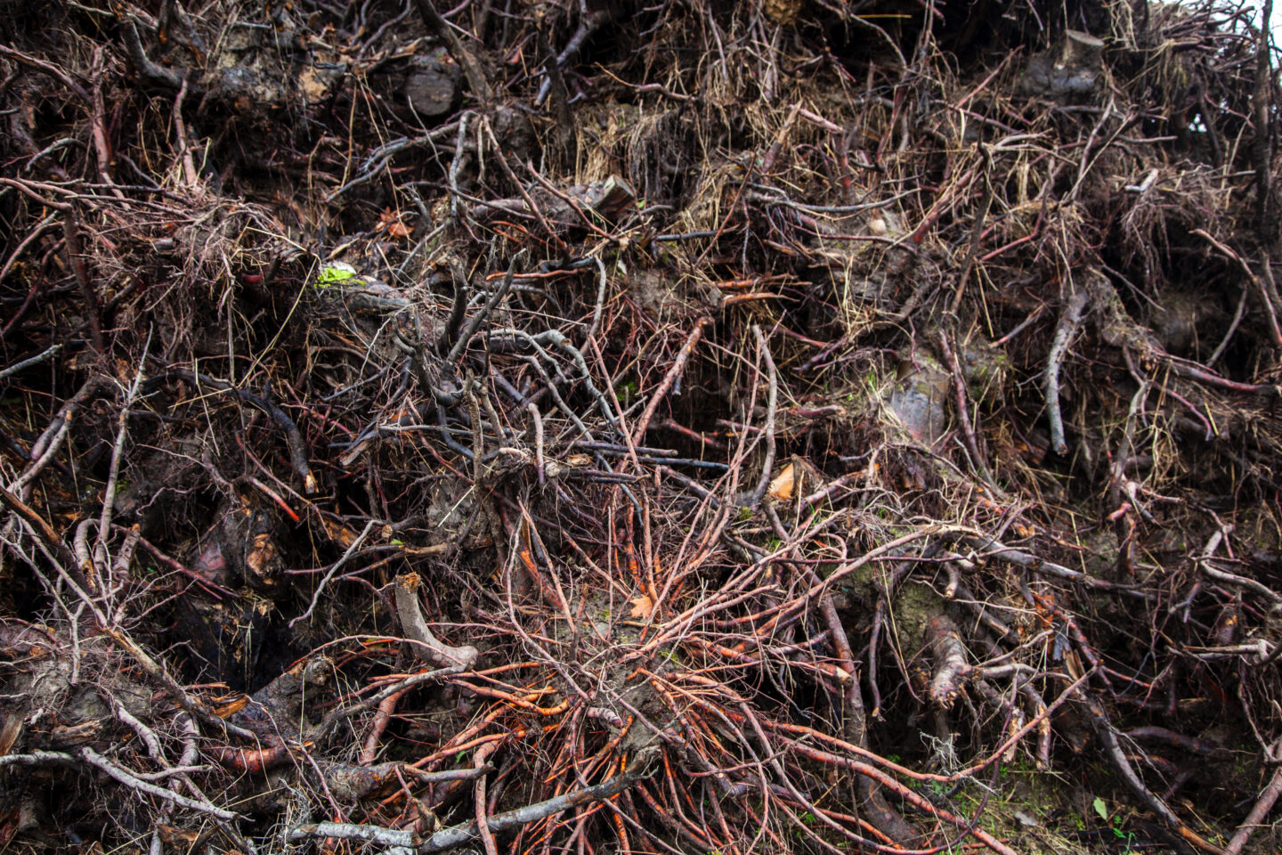Joanna Rajkowska’s Rhizopolis (2021): A rhizomatic refugium for caring commons