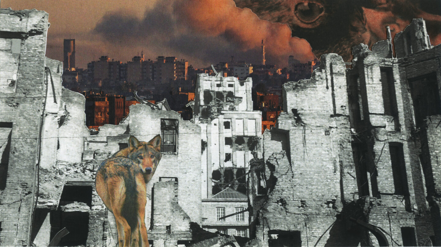 Ptaki w Gazie / Pozdrowienia z Gazy